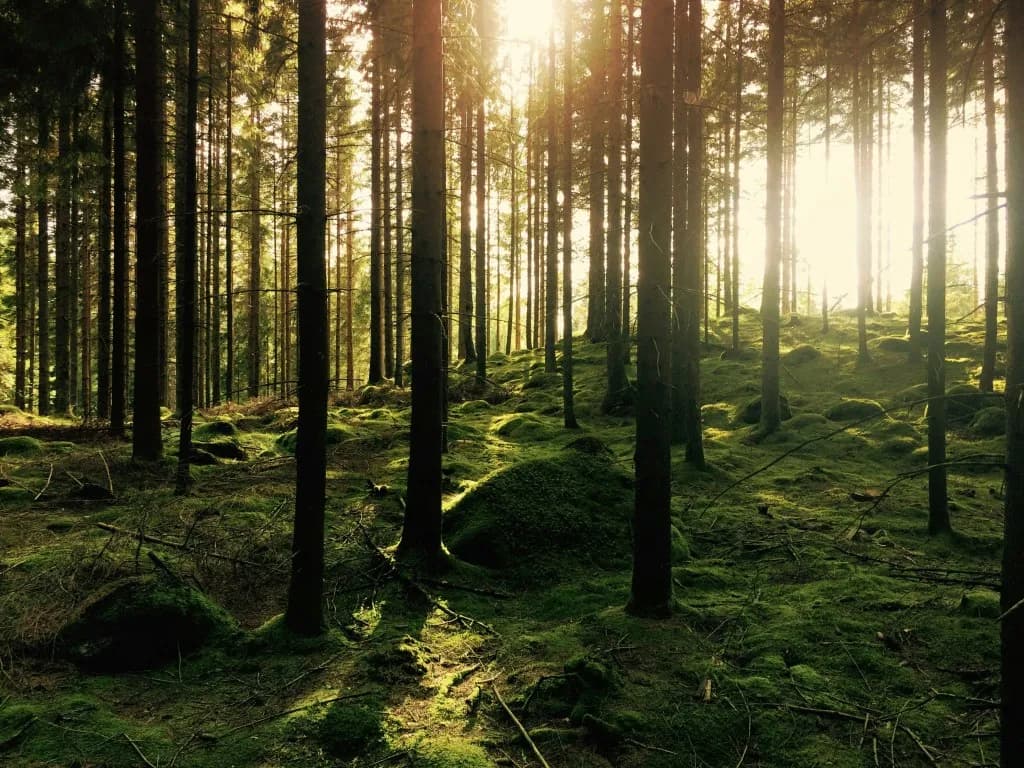 How to add haze filter to photos online - Step by step tutorial